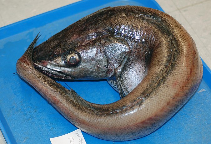 Image UW156134 of sample UW156134 (species: Merluccius productus) / © University of Washington Burke Museum Fish Collection