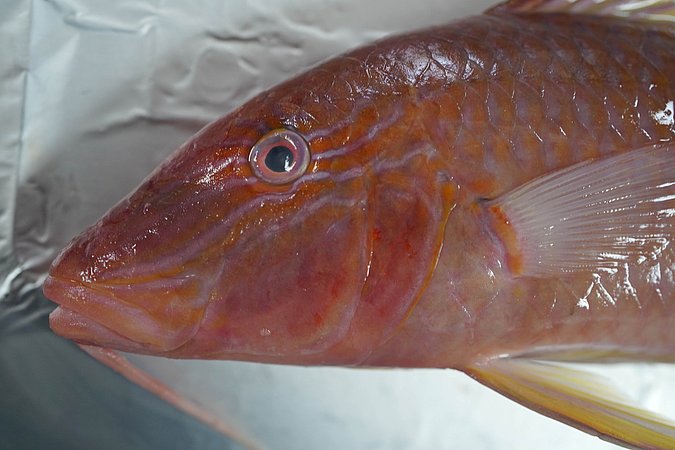 Image T131-4 of sample T131 (species: Parupeneus cyclostomus) / © Prof. Dr. Reinhold Hanel