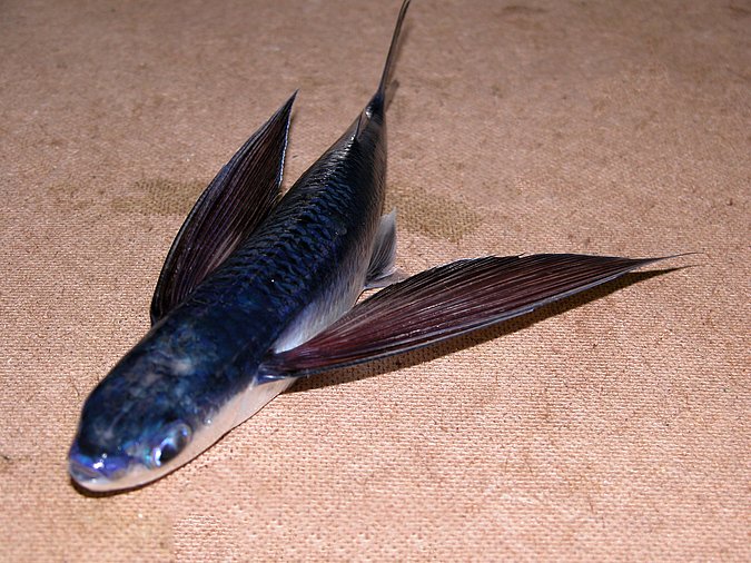 Image K05-27-1 of sample K05-27 (species: Hirundichthys affinis) / © Prof. Dr. Reinhold Hanel