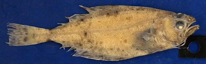 Image UW151216 of sample UW151216 (species: Atheresthes stomias) / © University of Washington Burke Museum Fish Collection