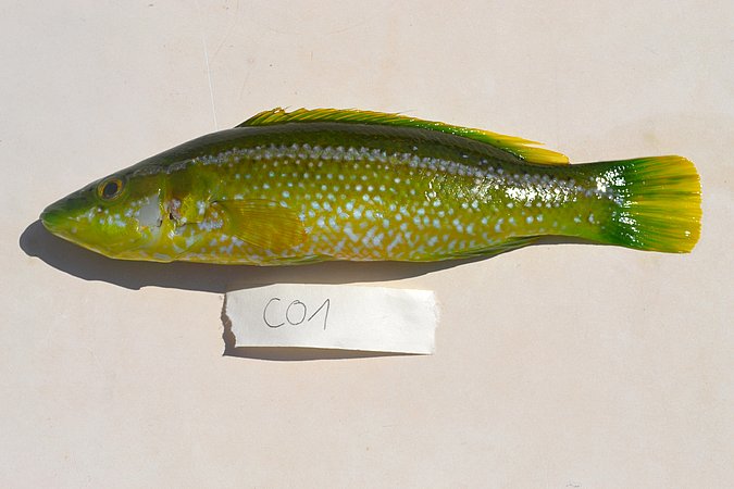 Image C001-1 of sample C001 (species: Labrus viridis) / © Prof. Dr. Reinhold Hanel
