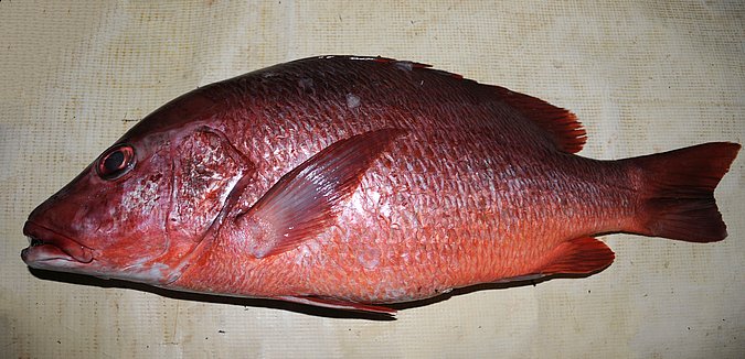 Image CI021-1 of sample CI021 (species: Lutjanus endecacanthus) / © Prof. Dr. Reinhold Hanel