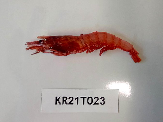 Image Kr21T023 of sample Kr21T023 (species: Aristeus antennatus) / © Max Rubner-Institut, Institut für Sicherheit und Qualität bei Milch und Fisch, Hamburg