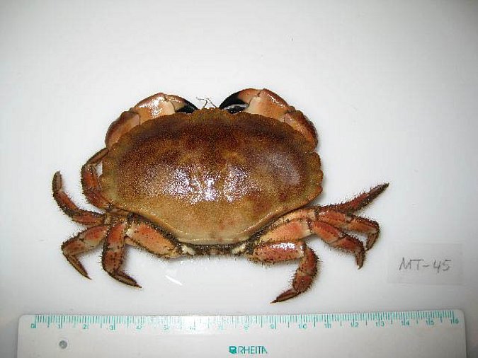 Image MT00045-1 of sample MT00045 (species: Cancer pagurus) / © Prof. Dr. Reinhold Hanel