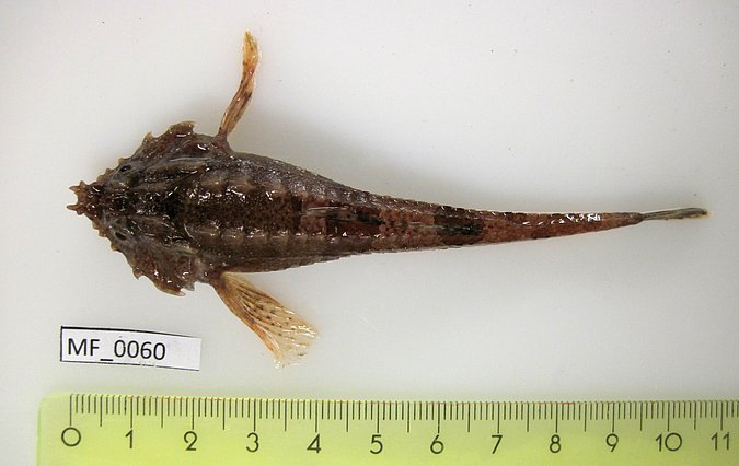 Image MF060-1 of sample MF060 (species: Agonus cataphractus) / © Prof. Dr. Reinhold Hanel
