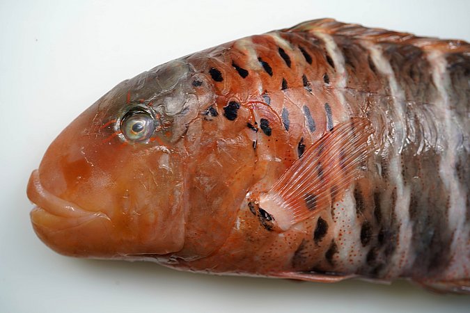 Image S180-2 of sample S180 (species: Cheilinus fasciatus) / © Prof. Dr. Reinhold Hanel