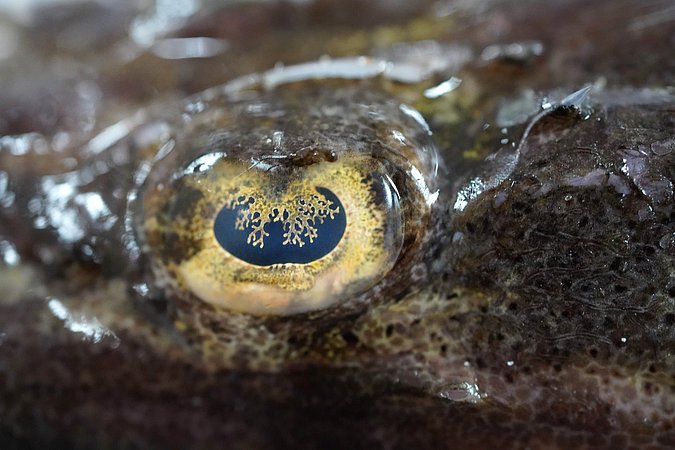 Image T162-8 of sample T162 (species: Papilloculiceps longiceps) / © Prof. Dr. Reinhold Hanel