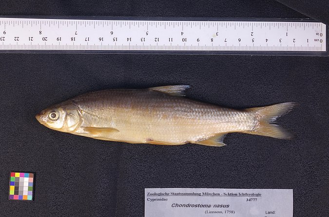 Image ZSM-PIS-034777|ZSM-BayFi 05460 of sample ZSM-PIS-034777|ZSM-BayFi 05460 (species: Chondrostoma nasus) / © LGL_SNSB/ZSM