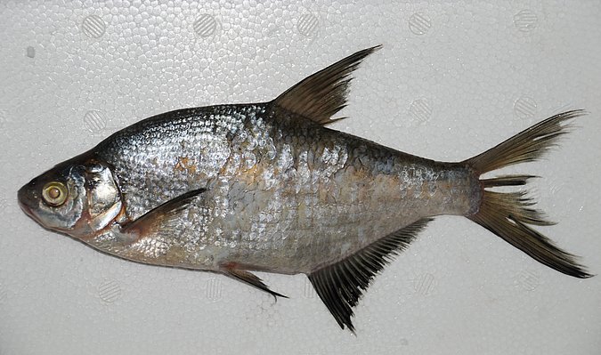 Image IR053-1 of sample IR053 (species: Abramis brama) / © Prof. Dr. Reinhold Hanel