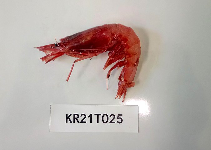 Image Kr21T025 of sample Kr21T025 (species: Aristeus antennatus) / © Max Rubner-Institut, Institut für Sicherheit und Qualität bei Milch und Fisch, Hamburg