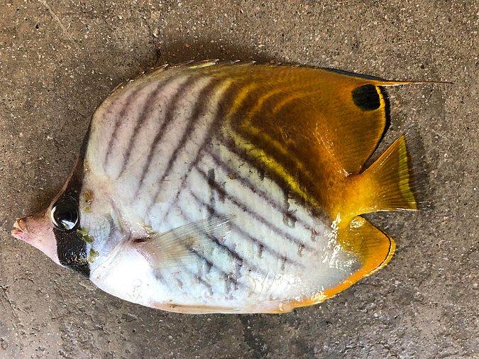 Image S213-1 of sample S213 (species: Chaetodon auriga) / © Prof. Dr. Reinhold Hanel