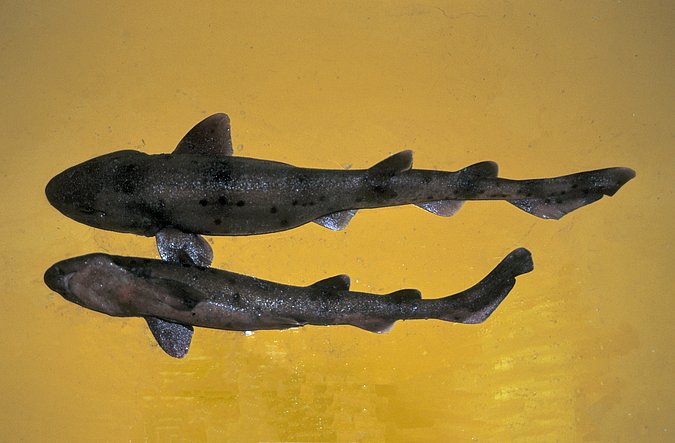 Image A200-1 of sample A200 (species: Scyliorhinus cervigoni) / © Prof. Dr. Reinhold Hanel