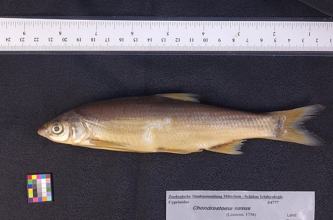 Image ZSM-PIS-034777|ZSM-BayFi 05480 of sample ZSM-PIS-034777|ZSM-BayFi 05480 (species: Chondrostoma nasus) / © LGL_SNSB/ZSM