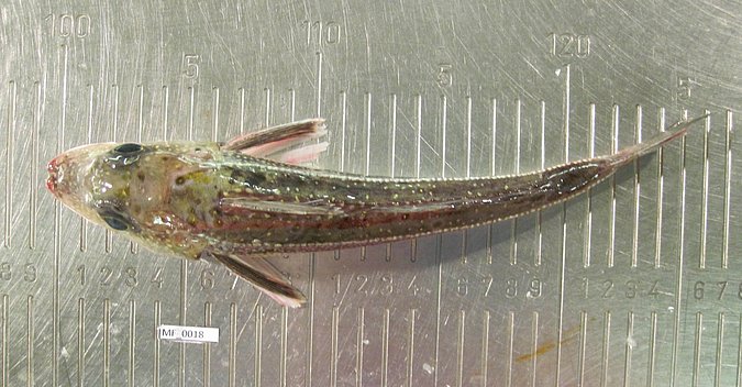 Image MF018-2 of sample MF018 (species: Eutrigla gurnardus) / © Prof. Dr. Reinhold Hanel