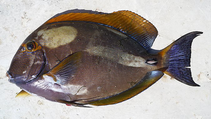 Image S206-1 of sample S206 (species: Acanthurus dussumieri) / © Prof. Dr. Reinhold Hanel