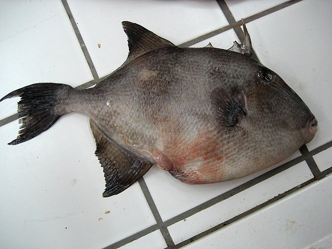 Image Sp308-2 of sample Sp308 (species: Balistes capriscus) / © Prof. Dr. Reinhold Hanel