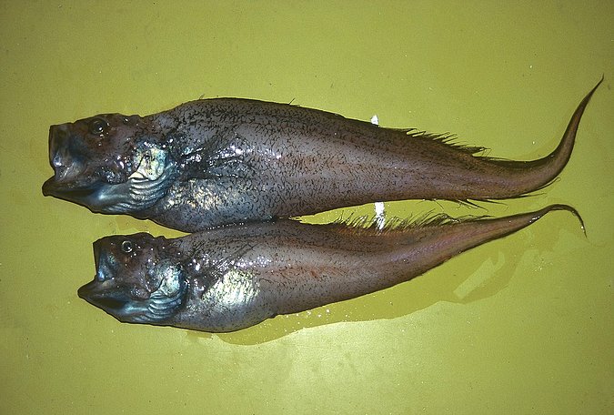 Image A069_A070-1 of sample A070 (species: Lamprogrammus exutus) / © Prof. Dr. Reinhold Hanel