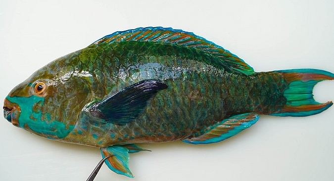 Image S183-1 of sample S183 (species: Scarus falcipinnis) / © Prof. Dr. Reinhold Hanel