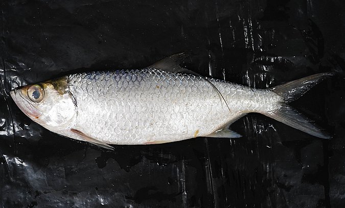 Image T161-1 of sample T161 (species: Megalops cyprinoides) / © Prof. Dr. Reinhold Hanel