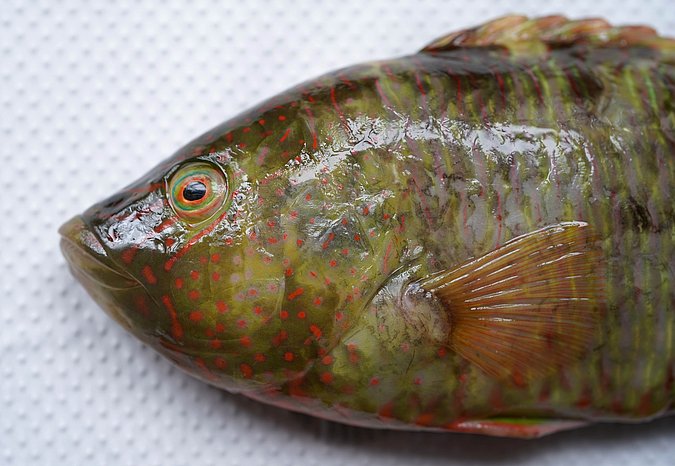 Image S007-2 of sample S007 (species: Cheilinus trilobatus) / © Prof. Dr. Reinhold Hanel