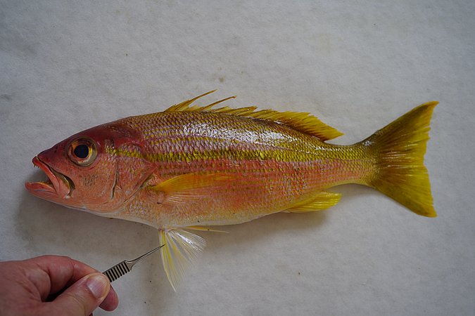 Image S141-4 of sample S141 (species: Lutjanus madras) / © © Johann Heinrich von Thünen Institute