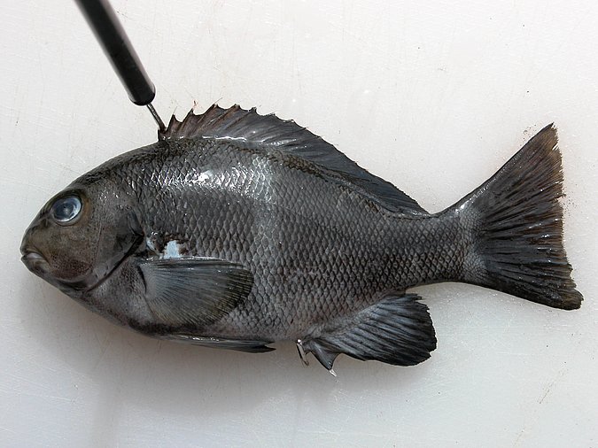 Image KV240-1 of sample KV240 (species: Girella zonata) / © Prof. Dr. Reinhold Hanel