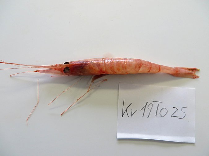 Image Kr19T025 of sample Kr19T025 (species: Plesionika martia) / © Max Rubner-Institut, Institut für Sicherheit und Qualität bei Milch und Fisch, Hamburg