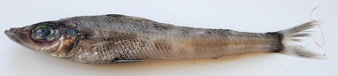 Image MA077-1 of sample MA077 (species: Chlorophthalmus agassizi) / © Prof. Dr. Reinhold Hanel