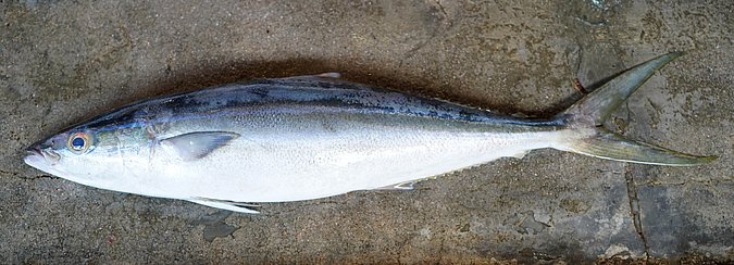 Image S199-1 of sample S199 (species: Elagatis bipinnulata) / © Prof. Dr. Reinhold Hanel