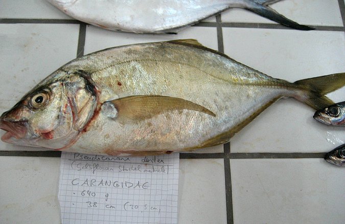 Image Sp306-1 of sample Sp306 (species: Pseudocaranx dentex) / © © Johann Heinrich von Thünen Institute