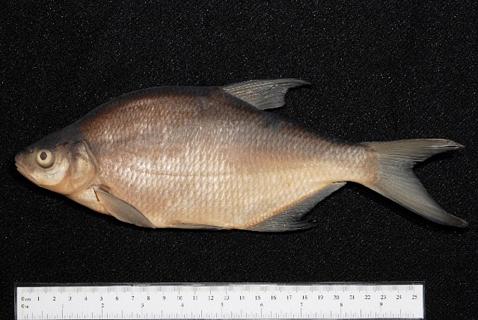 Image ZSM-PIS-038518|ZSM-BayFi 08533 of sample ZSM-PIS-038518|ZSM-BayFi 08533 (species: Abramis brama) / © LGL_SNSB/ZSM