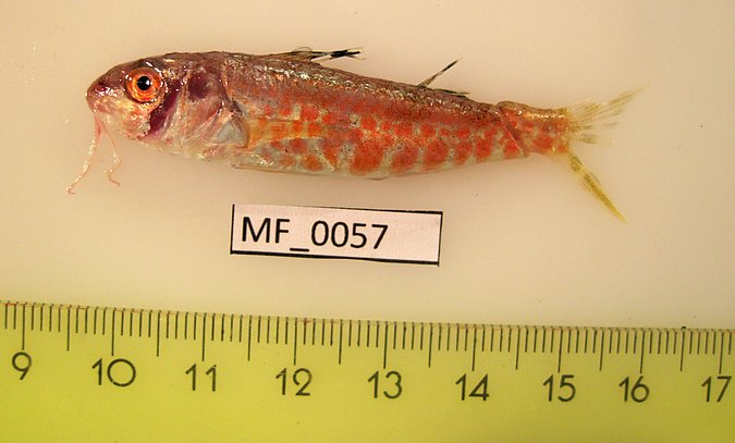 Image MF057-1 of sample MF057 (species: Mullus surmuletus) / © Prof. Dr. Reinhold Hanel