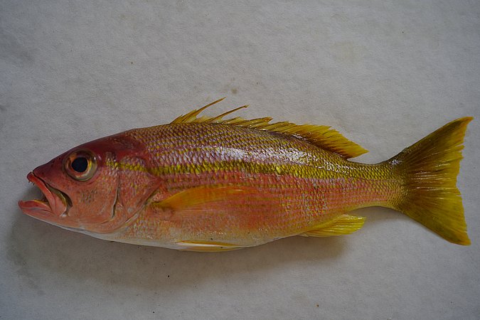 Image S141-2 of sample S141 (species: Lutjanus madras) / © © Johann Heinrich von Thünen Institute