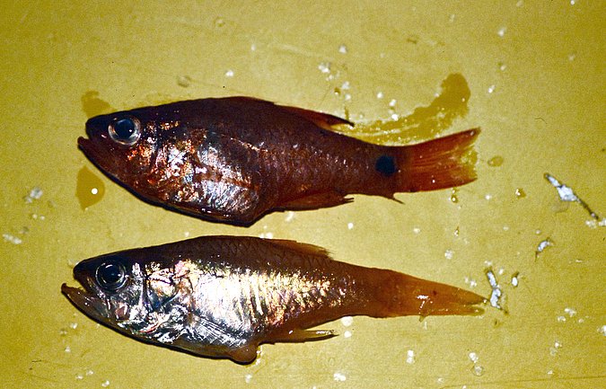 Image A302 of sample A302 (species: Paroncheilus affinis) / © © 2023 Johann Heinrich von Thünen Institute
