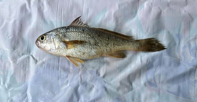 Image JSP-1 of sample JSP (species: Johnius dussumieri) / © Prof. Dr. Reinhold Hanel