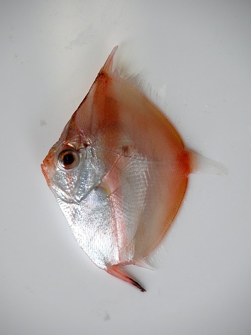 Image K006-1 of sample K006 (species: Antigonia capros) / © Prof. Dr. Reinhold Hanel