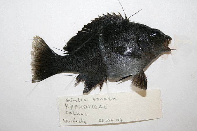 Image KV089-1 of sample KV089 (species: Girella zonata) / © Prof. Dr. Reinhold Hanel