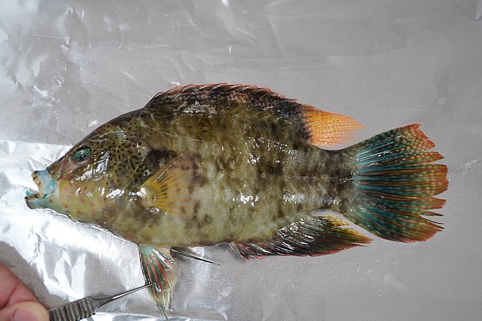 Image T091-8 of sample T091 (species: Cheilinus chlorourus) / © Prof. Dr. Reinhold Hanel