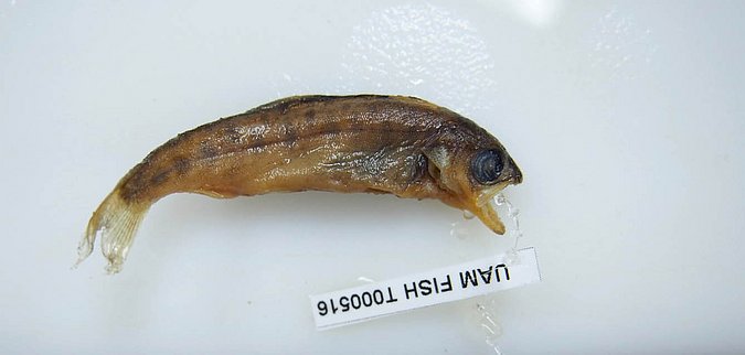 Image UAM_Fish_9913 [157254] of sample UAM:Fish:9913 [157254] (species: Oncorhynchus nerka) / © University of Alaska Fairbanks