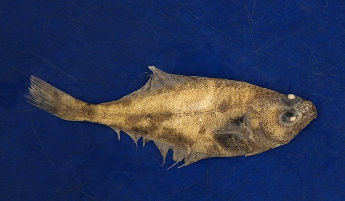 Image UW151210 of sample UW151210 (species: Atheresthes stomias) / © University of Washington Burke Museum Fish Collection