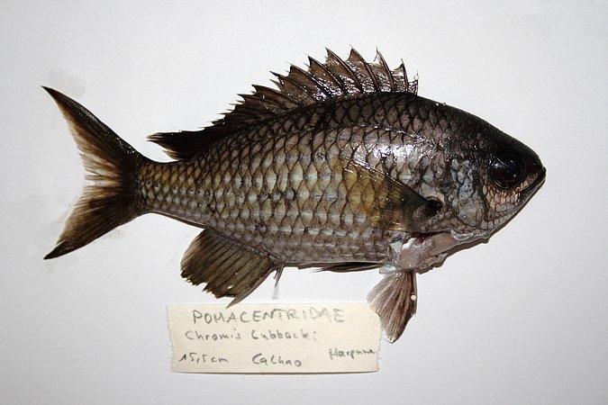 Image KV101-1 of sample KV101 (species: Chromis lubbocki) / © Prof. Dr. Reinhold Hanel