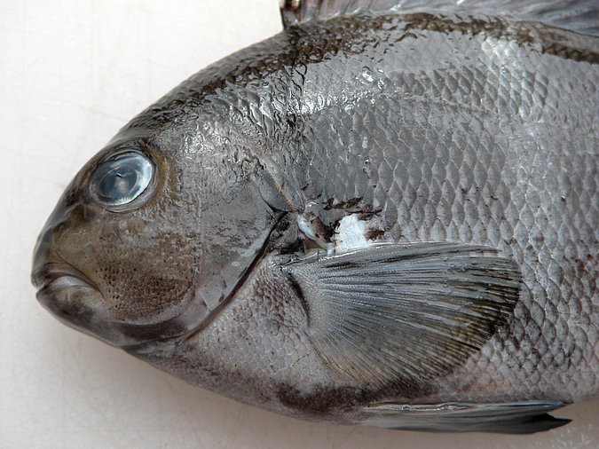 Image KV240-2 of sample KV240 (species: Girella zonata) / © Prof. Dr. Reinhold Hanel