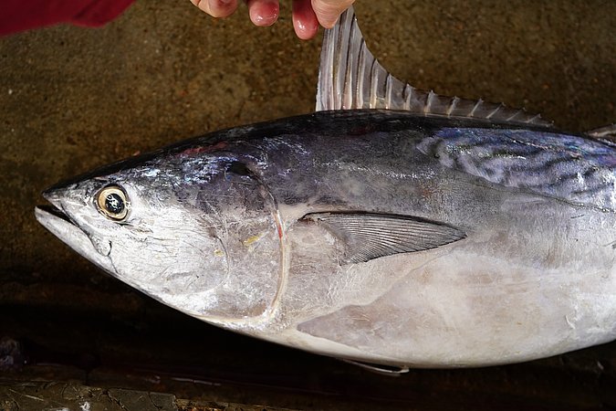 Image S102-3 of sample S102 (species: Euthynnus affinis) / © © Johann Heinrich von Thünen Institute