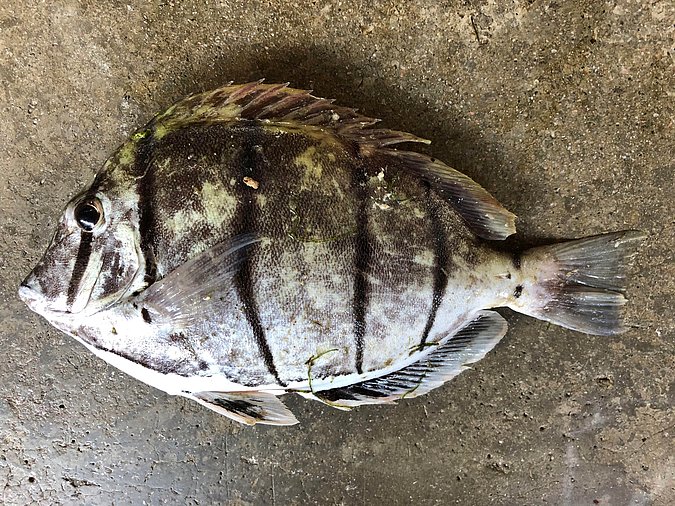 Image S210-1 of sample S210 (species: Acanthurus triostegus) / © Prof. Dr. Reinhold Hanel