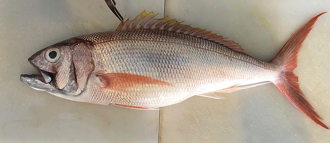 Image S302-1 of sample S302 (species: Aphareus rutilans) / © Prof. Dr. Reinhold Hanel