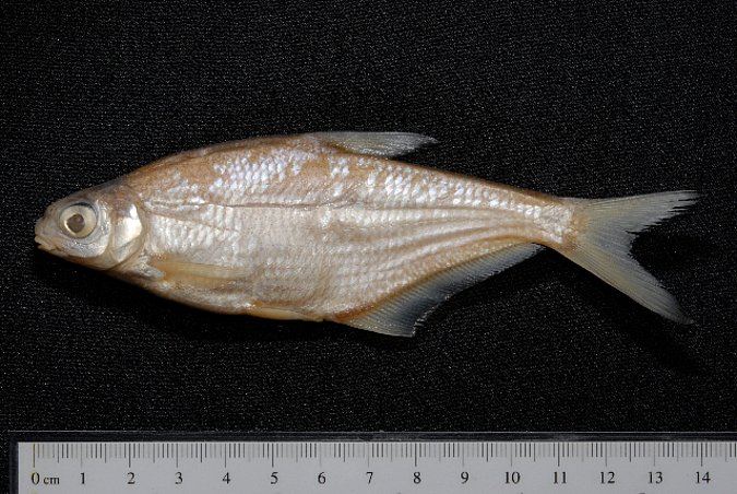 Image ZSM-PIS-036034|ZSM-BayFi 06659 of sample ZSM-PIS-036034|ZSM-BayFi 06659 (species: Ballerus sapa) / © LGL_SNSB/ZSM