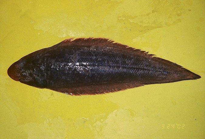 Image A456-1 of sample A456 (species: Cynoglossus canariensis) / © Prof. Dr. Reinhold Hanel