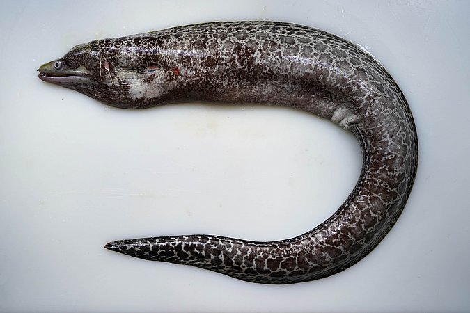 Image S224-2 of sample S224 (species: Gymnothorax undulatus) / © Prof. Dr. Reinhold Hanel