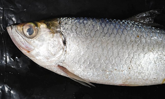 Image T161-2 of sample T161 (species: Megalops cyprinoides) / © Prof. Dr. Reinhold Hanel