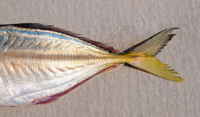 Image O016-2 of sample O016 (species: Alepes djedaba) / © Prof. Dr. Reinhold Hanel